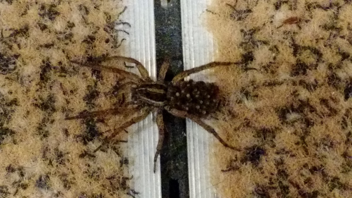 Wolf Spider