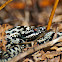 European Adder