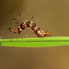 Dice Moth caterpillar