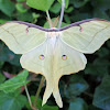 Luna Moth