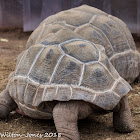 Aldabra Tortoise