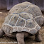 Aldabra Tortoise