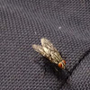 Flesh Fly