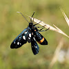 Nine-spotted moth