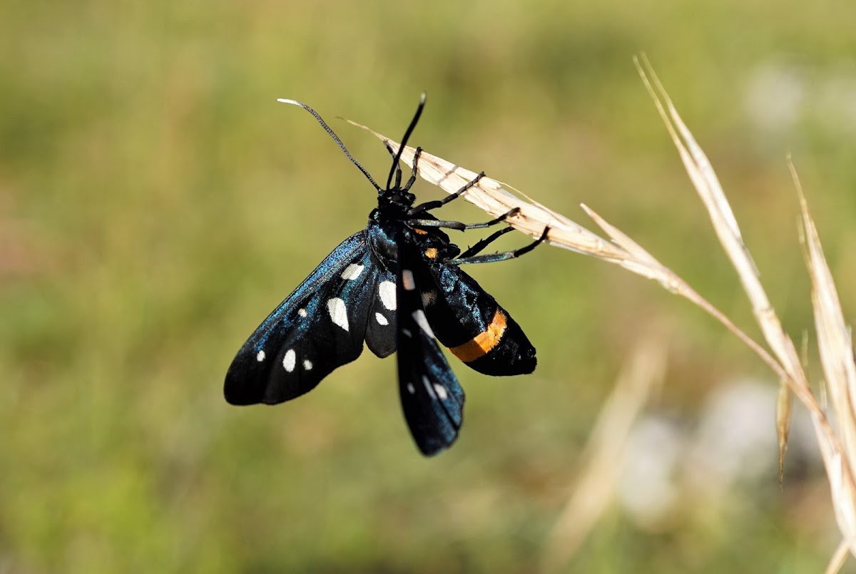 Nine-spotted moth