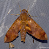 Fig Sphinx Moth