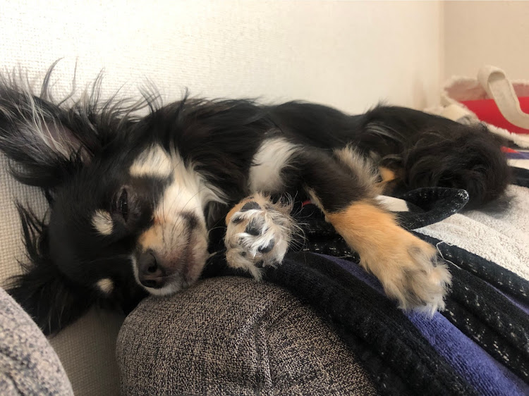 86の愛犬紹介・洗車に関するカスタム事例の投稿画像4枚目
