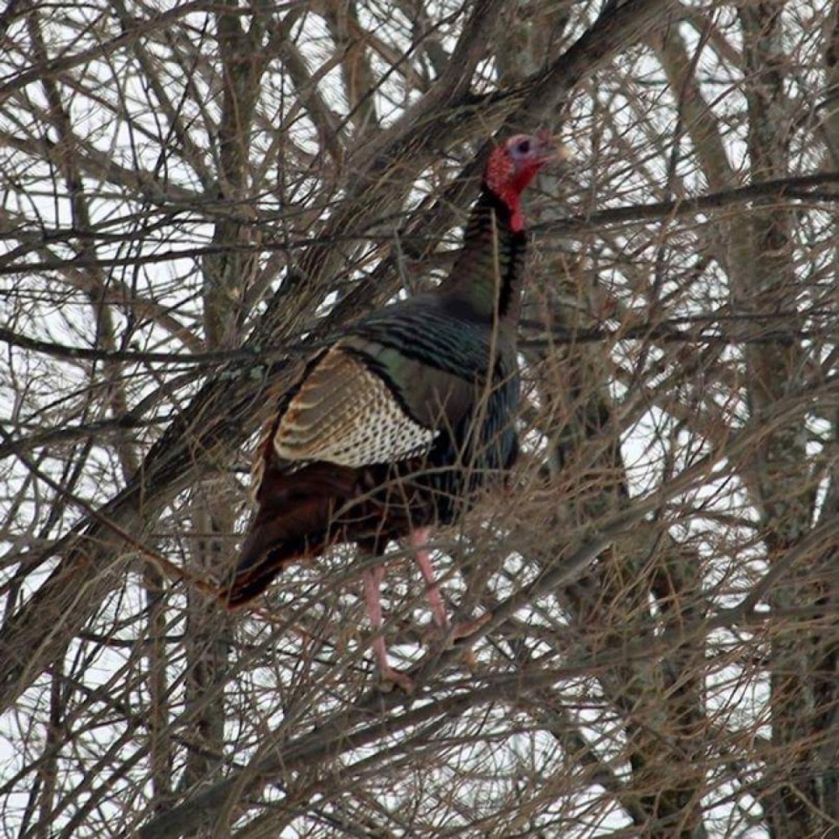 Wild turkey