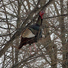 Wild turkey