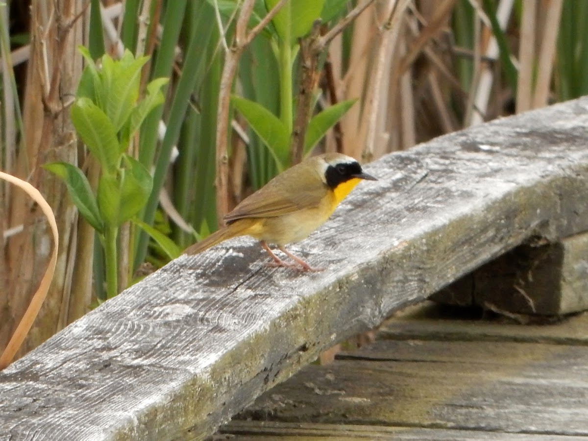 Common Yellowthroat