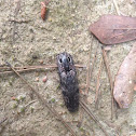 Click Beetle