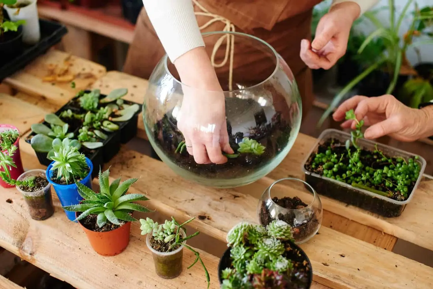 Terrarium Pokok.Asia