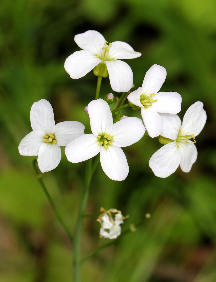 Cuckoo Flower