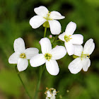 Cuckoo Flower