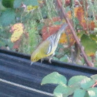 Pine Warbler