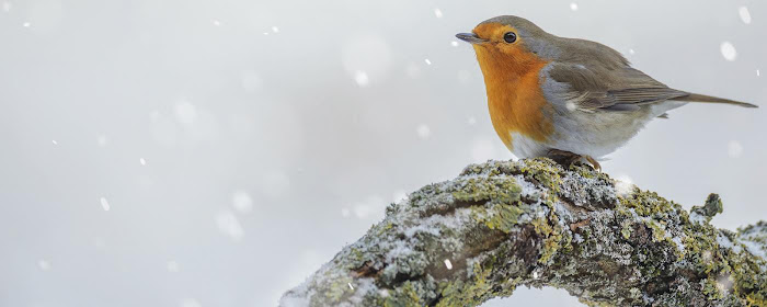 American Robin - New Tab in HD marquee promo image