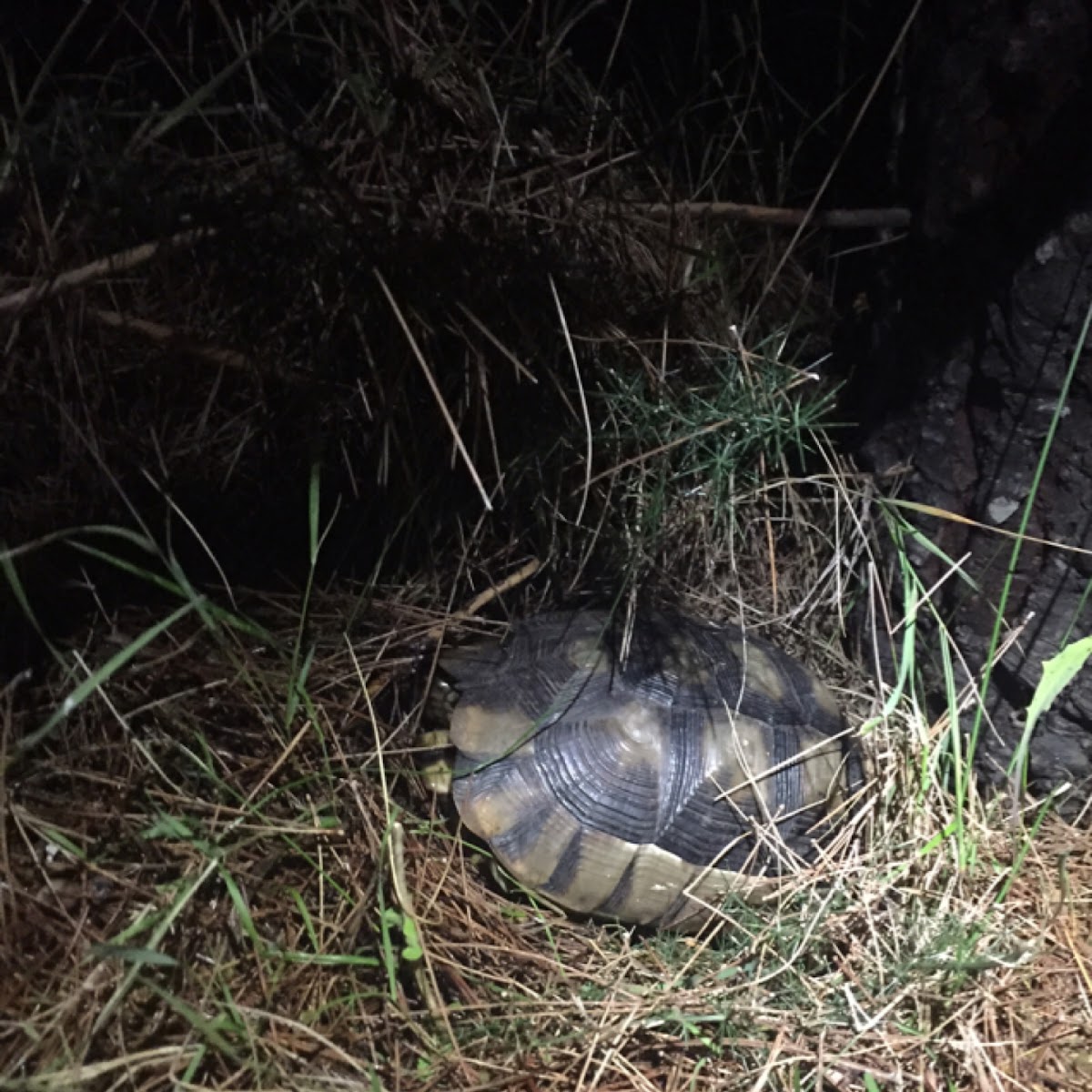 Greek tortoise