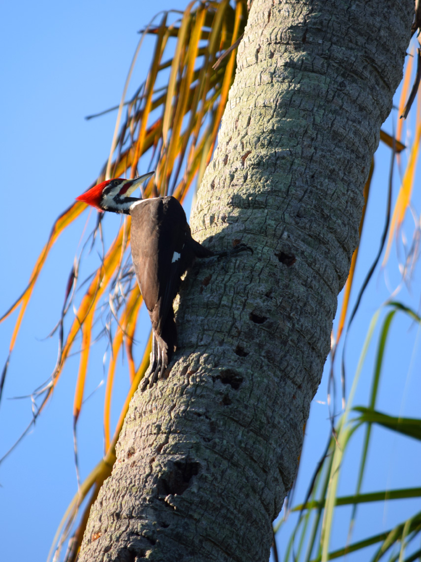 Pileated Woodpecker