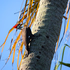 Pileated Woodpecker