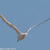 Sandwich Tern; Charrán Patinegro