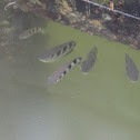 Banded Archerfish