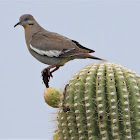 White-winged dove