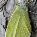 Green Veined White Butterfly