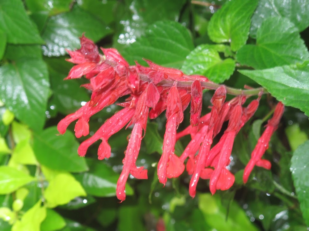 IN THE GARDEN | Salvias are a sage buy