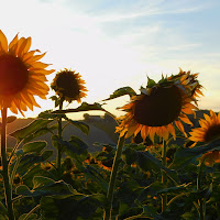 saluto al sole di 