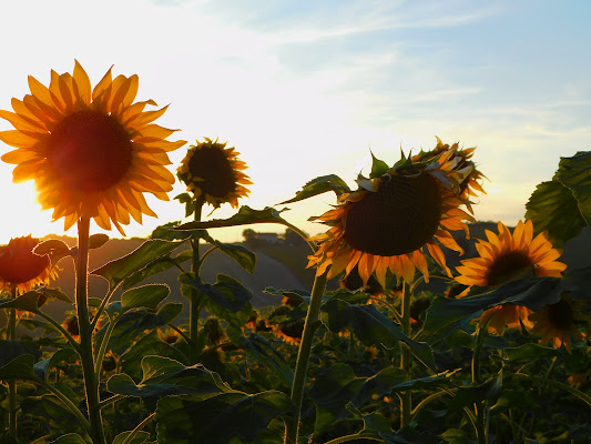 saluto al sole di Amina Preti