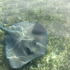 Roughtail Stingray