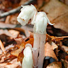 Indian Pipe