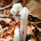 Indian Pipe