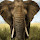 Elephant Wallpapers and New Tab