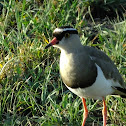 crowned lapwing