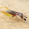 Red-headed Bush Cricket