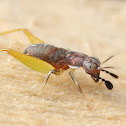 Red-headed Bush Cricket