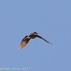 Meadow Pipit; Bisbita Común