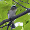 Red-Eyed Vireo