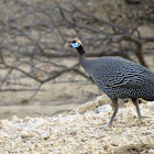 Helmeted guineafowl