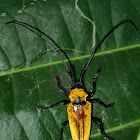 Praetorius Longhorn Beetle