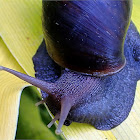 African Giant Snail