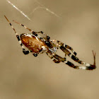 Grey House Spider