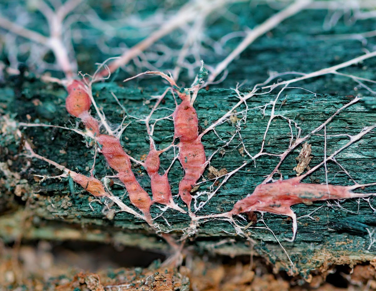 Chlorociboria-Infected Wood with Rhizomorphs