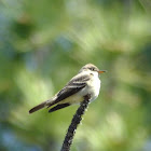 Western Wood-Pewee