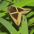 Triangular-striped Moth