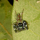 Jumping spider