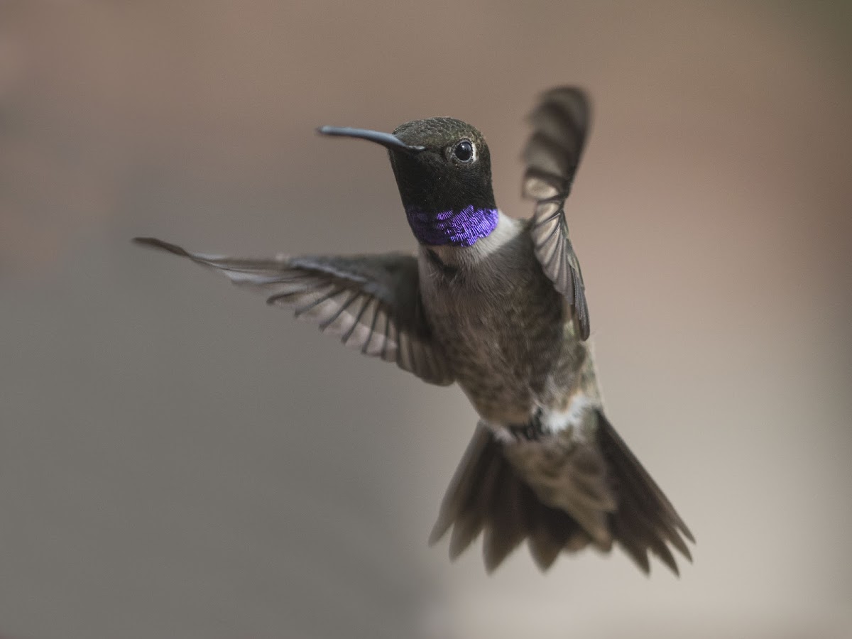 Black-Chinned Hummingbird