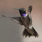 Black-Chinned Hummingbird