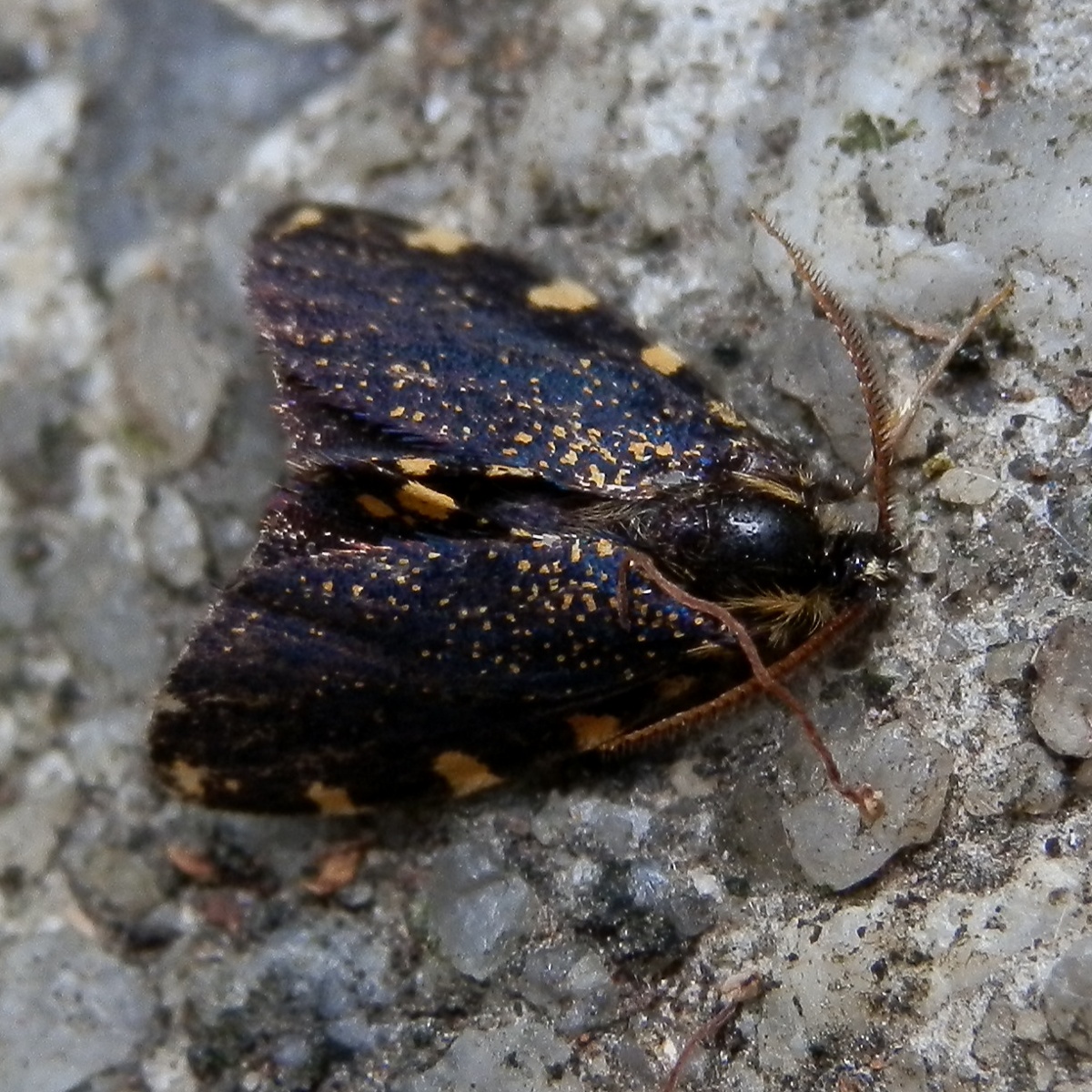Lichen Case Moth - male